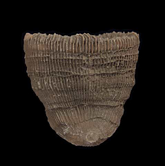 Aulosmilia archiaci coral from Spain | Buried Treasure Fossils