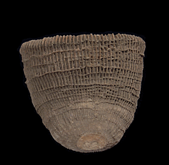 Aulosmilia archiaci coral | Buried Treasure Fossils