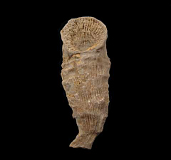Tabulophyllum Horn Coral | Buried Treasure Fossils