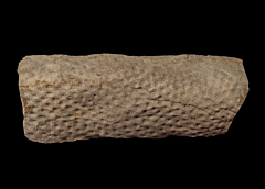 Lepidodendron trunk | Buried Treasure Fossils