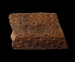 Lepidodendron trunk | Buried Treasure Fossils