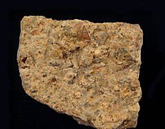 Saurichthys apicalis           (Triassic)