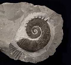 Crioceras loryi ammonite for sale | Buried Treasure Fossils