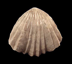 Burmcrhynchia decorata brachiopod | Buried Treasure Fossils