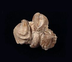 Burmcrhynchia decorata - France | Buried Treasure Fossils