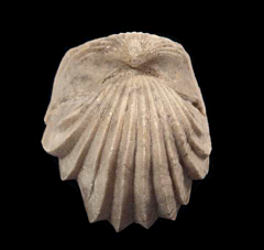 Burmcrhynchia decorata for sale | Buried Treasure Fossils