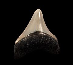 French Megalodon tooth | Buried Treasure Fossils