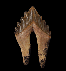 Basilosaurus cetoides molar - Georgia | Buried Treasure Fossils