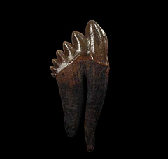 Georgia Basilosaurus tooth | Buried Treasure Fossils