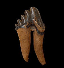 Georgia Basilosaurus teeth for sale | Buried Treasure Fossils