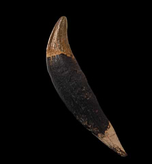 Basilosaurus cetoides tooth from Georgia | Buried Treasure Fossils