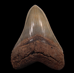 Otodus megalodon tooth - Georgia | Buried Treasure Fossils
