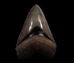 Gem Megalodon tooth for sale | Buried Treasure Fossils
