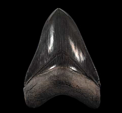 Megalodon tooth from Georgia | Buried Treasure Fossils