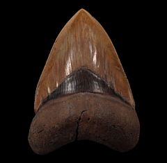 Megalodon tooth from Georgia | Buried Treasure Fossils