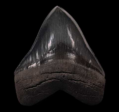 Otodus megalodon tooth from Georgia | Buried Treasure Fossils