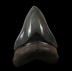 Georgia Otodus megalodon tooth | Buried Treasure Fossils