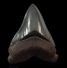 Georgia Otodus megalodon tooth | Buried Treasure Fossils