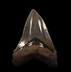 Perfect Georgia Chubutensis tooth for sale | Buried Treasure Fossils