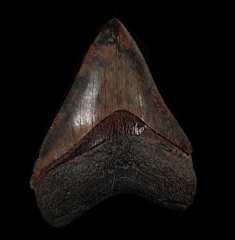 Rare Georgia Megalodon tooth for sale | Buried Treasure Fossils