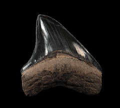 Rare Georgia Megalodon tooth for sale | Buried Treasure Fossils