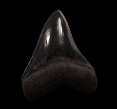 Nice So. Carolina Megalodon tooth for sale | Buried Treasure Fossils
