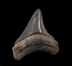 Georgia Chubutensis tooth for sale | Buried Treasure Fossils