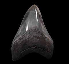 Top Quality Georgia Megalodon tooth for sale | Buried Treasure Fossils