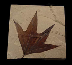Macginitiea wyomingensis - Sycamore fossil leaf |Buried Treasure Fossils