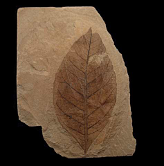 Celastrus winchesteri leaf - Green River Fm. | Buried Treasure Fossils