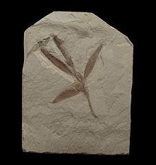 Celastrophyllum emarginatum branch with flowers |Buried Treasure Fossils
