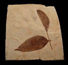 Leguminosites lesquereuxiana stem with two leaves - Green River Fm. | Buried Treasure Fossils