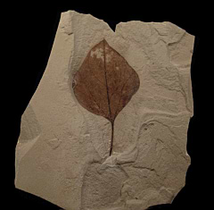 Lindera varifolia leaf from the Green River Fm. for sale | Buried Treasure Fossils
