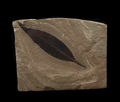 Osmanthus praemissa leaf - Green River Fm | Buried Treasure Fossils