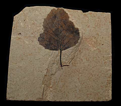 Ginseng species leaf the from Green River Fm. | Buried Treasure Fossils