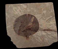 Symphoricarpas sp. leaf the from Green River Fm. | Buried Treasure Fossils