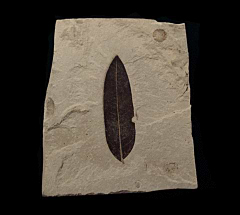 Celastrus winchesteri leaf the from Green River Fm. for sale | Buried Treasure Fossils
