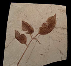 Fraxinus sp. stem - Green River Fm | Buried Treasure Fossils