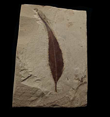 Styrax transversa leaf - Green River Fm | Buried Treasure Fossils