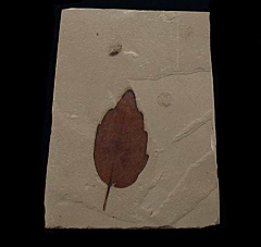 Quercus cuneatus leaf - Green River Fm | Buried Treasure Fossils