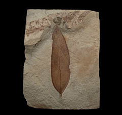 Beilschmiedia eocenica leaf - Green River Fm | Buried Treasure Fossils