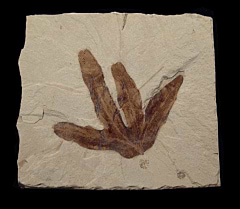 Lygodium kaulfussii leaf from the Green River Fm | Buried Treasure Fossils