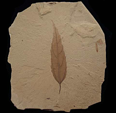 Celtis mccoshii leaf the from Green River Fm | Buried Treasure Fossils