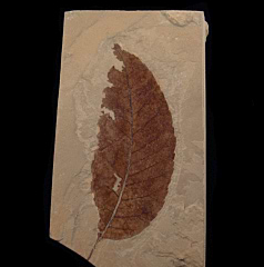 Juglans alkalina leaf from the Green River Fm | Buried Treasure Fossils