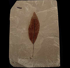 Prunus stewarti leaf - Green River Fm | Buried Treasure Fossils