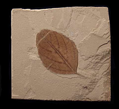 Astronium truncatum leaf the from Green River Fm. | Buried Treasure Fossils