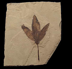 Macginitiea wyomingensis leaf the from Green River Fm. | Buried Treasure Fossils