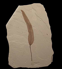 Populus cinnamomoides leaf from the Green River Fm. | Buried Treasure Fossils