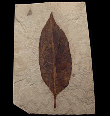 Allophyllus flexifolia leaf from the Green River Fm. | Buried Treasure Fossils