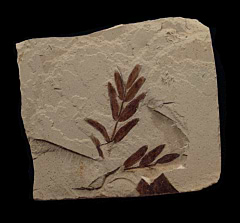 Mimosites coloradensis branch the from Green River Fm. | Buried Treasure Fossils